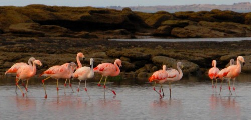 flamingo 11