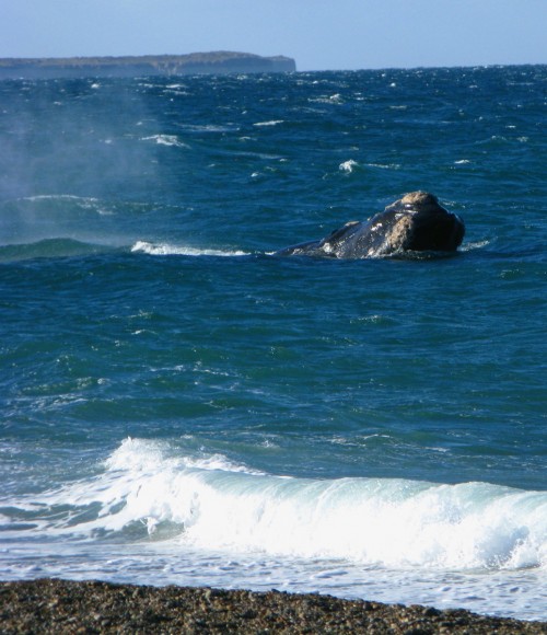 southern-right-whale-off-beach
