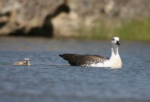 Male Upland Goose with chick