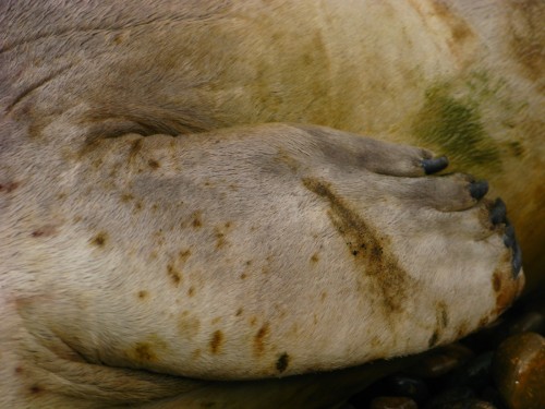elephant seal fin